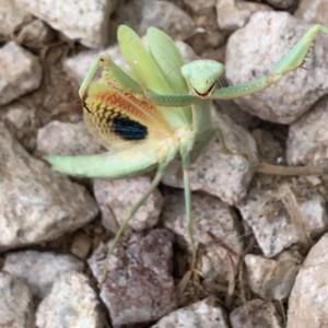 Meet your Posher, Ganjo